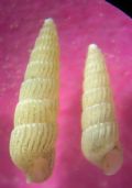 Turbonilla gradata